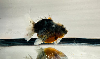 Calico Oranda (F, 4'')
