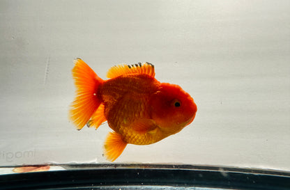 Red Oranda (3.5'')