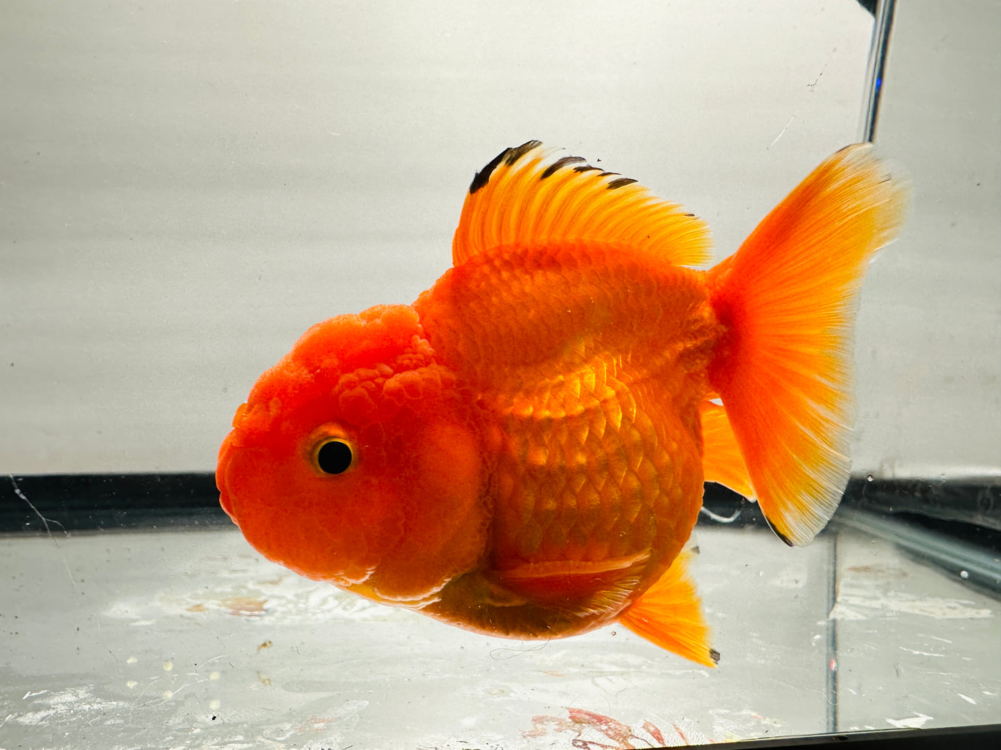 Red Oranda (3.5'')