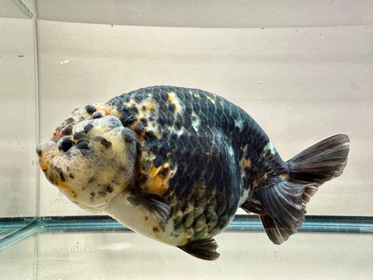 Black Kirin Ranchu (F, 6'')