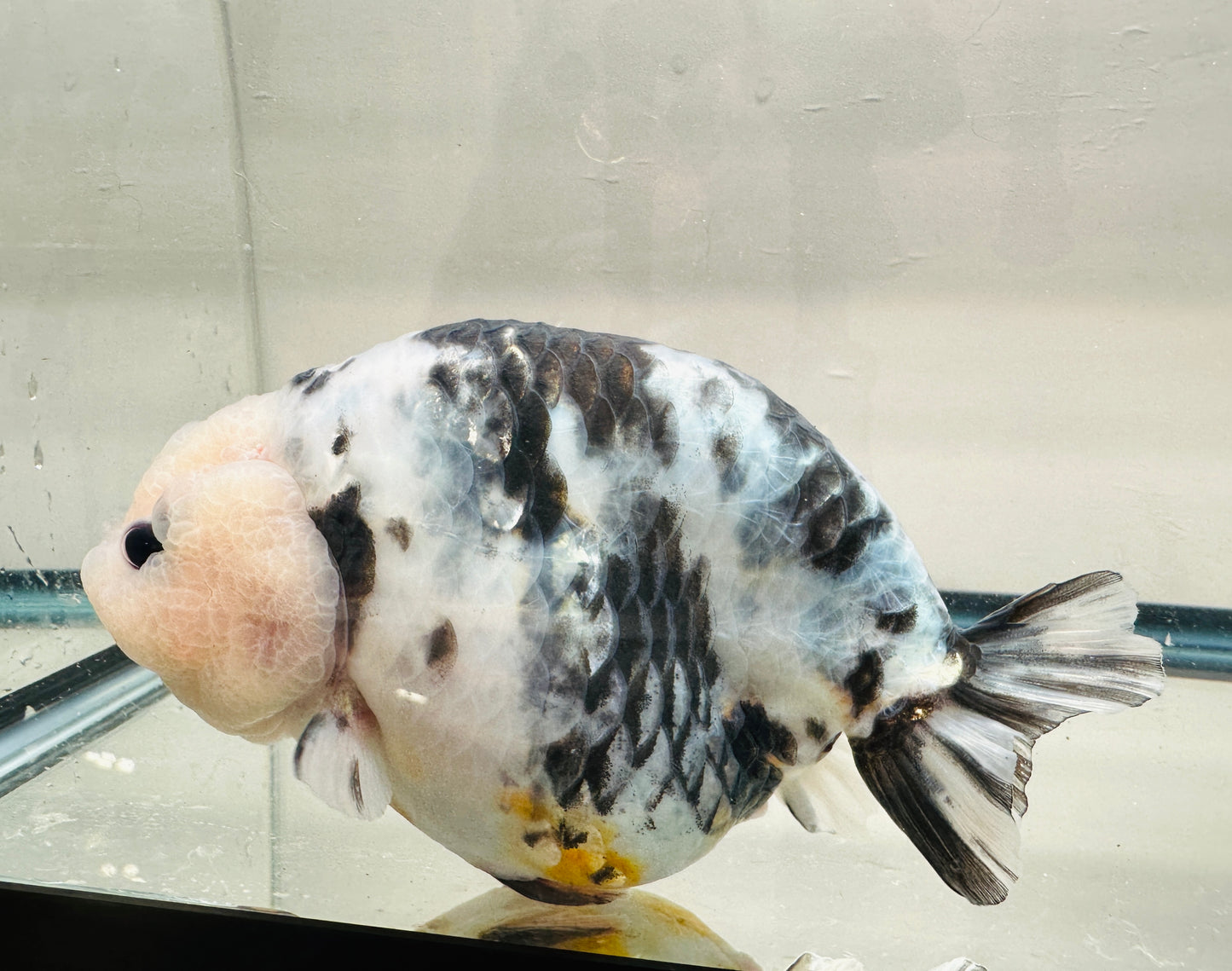 Light Ink Ranchu (F, 6'', Missing One Anal Fin)
