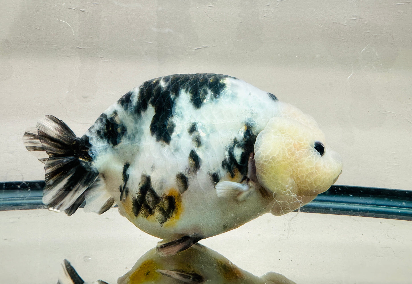 Light Ink Ranchu (F, 6'', Missing One Anal Fin)