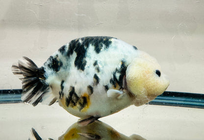 Light Ink Ranchu (F, 6'', Missing One Anal Fin)