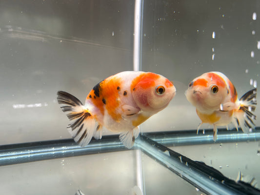 3" Red & White Ranchu Goldfish - Red&White B (Individual Fish)