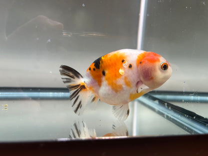 3" Red & White Ranchu Goldfish - Red&White B (Individual Fish)