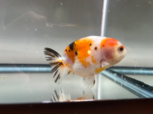 3" Red & White Ranchu Goldfish - Red&White B (Individual Fish)
