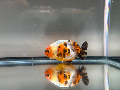 3" Calico Ranchu Goldfish – Calico C (Individual Fish)