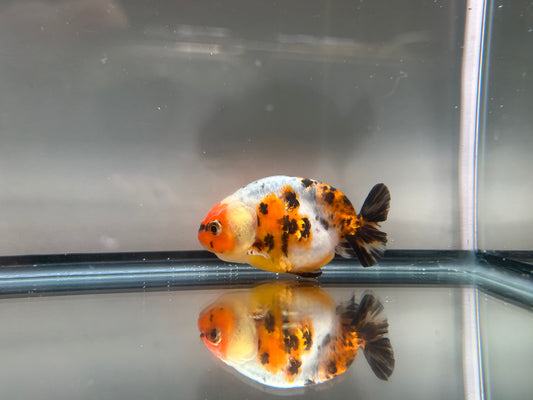 3" Calico Ranchu Goldfish – Calico C (Individual Fish)