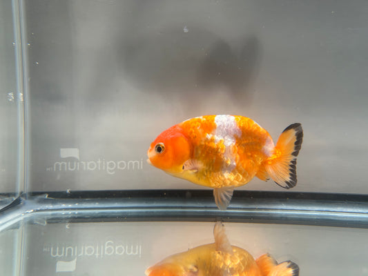 3" Red & White Ranchu Goldfish - Red&White C  (Individual Fish)