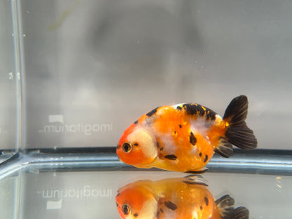3" Calico Ranchu Goldfish – Calico E (Individual Fish)