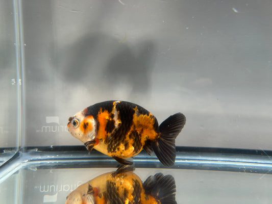 3" Calico Ranchu Goldfish – Calico F (Individual Fish)