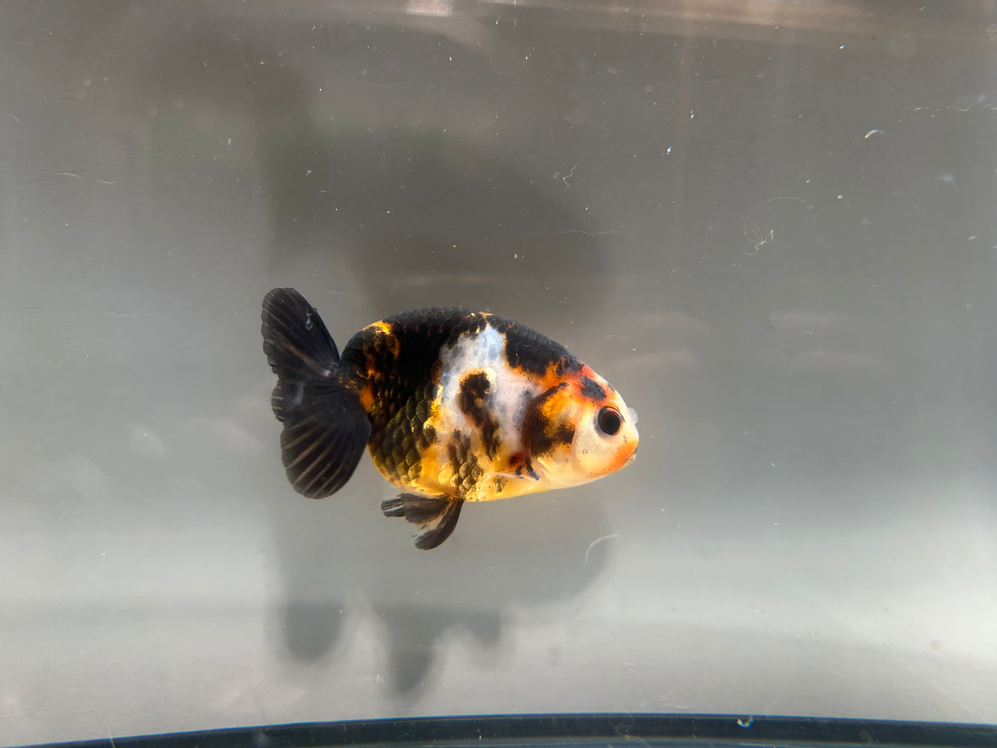 3" Calico Ranchu Goldfish – Calico F (Individual Fish)