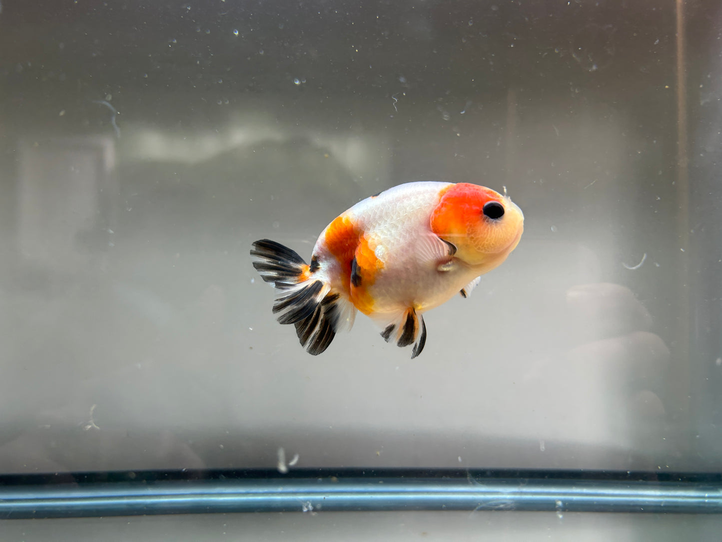 3" Calico Ranchu Goldfish – Calico G (Individual Fish)