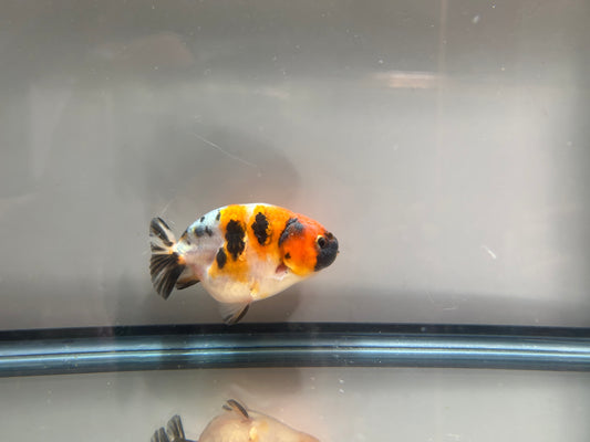 3" Calico Ranchu Goldfish – Calico H (Individual Fish)