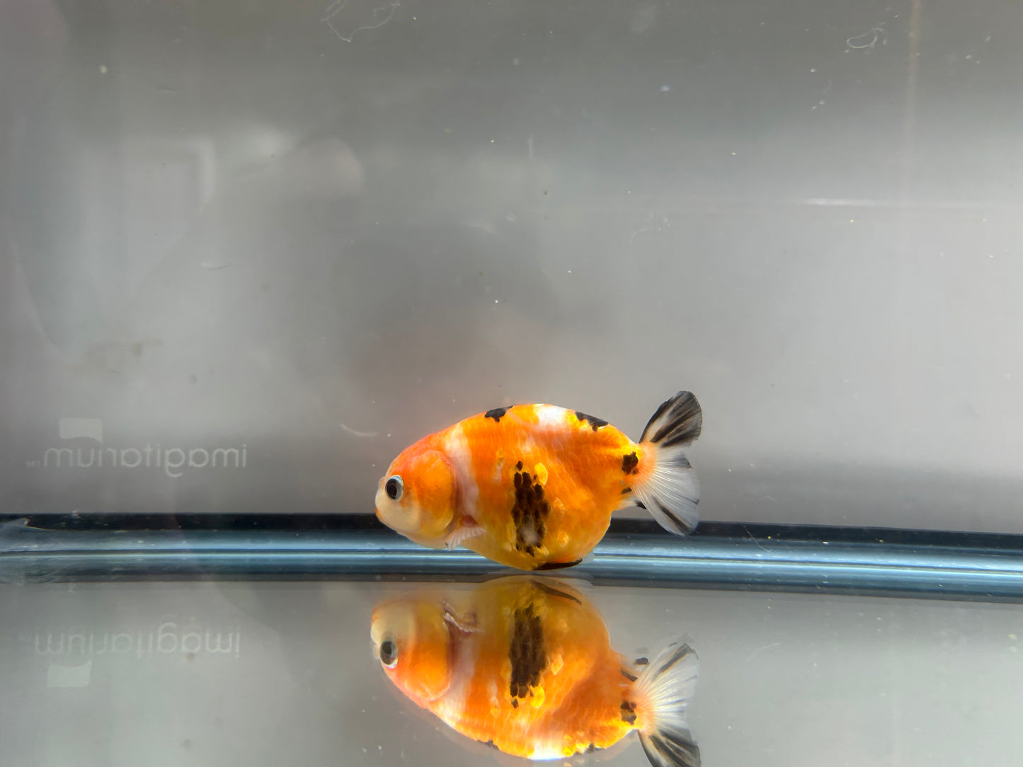 3" Calico Ranchu Goldfish – Calico J (Individual Fish)