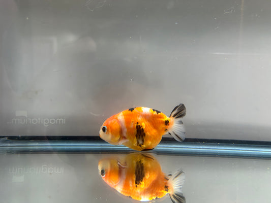 3" Calico Ranchu Goldfish – Calico J (Individual Fish)