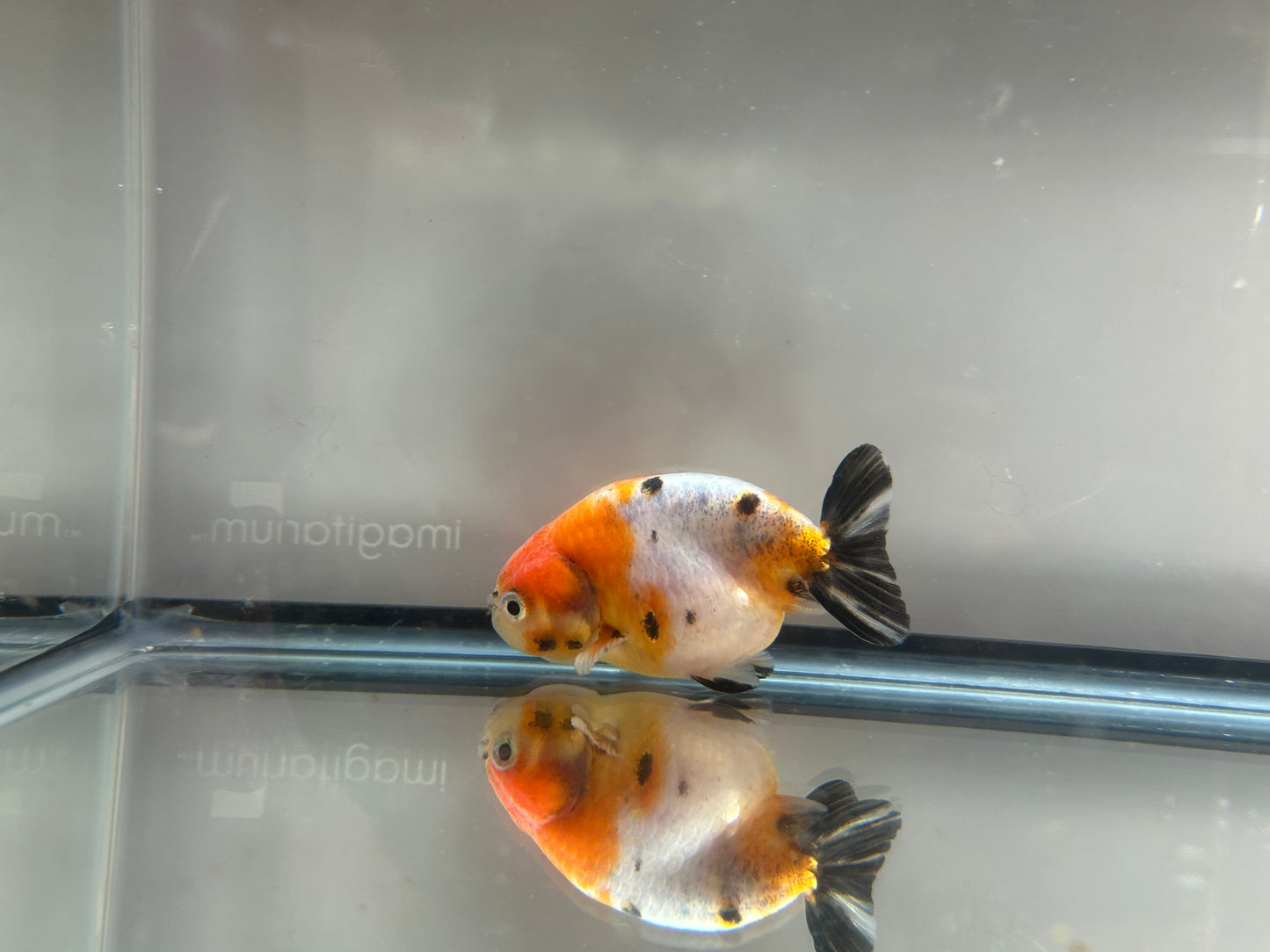 3" Calico Ranchu Goldfish – Calico K (Individual Fish)