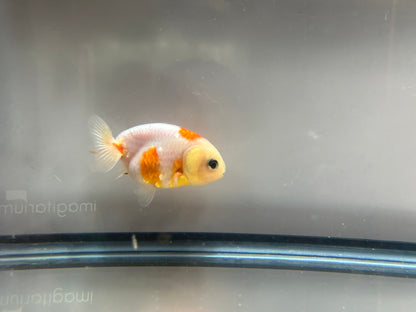 3" Calico Ranchu Goldfish – Calico I (Individual Fish)