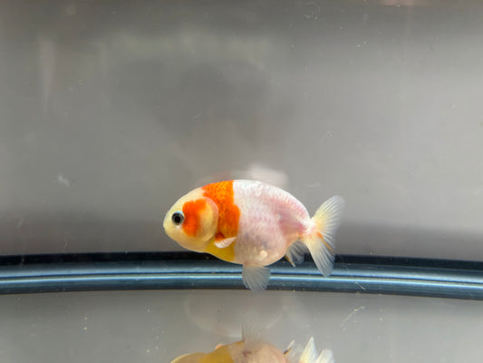 3" Calico Ranchu Goldfish – Calico I (Individual Fish)