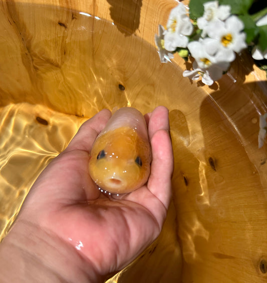 Jade Rabbit Ranchu goldfish 4 inches front view swimming in aquarium Lunar Fancies