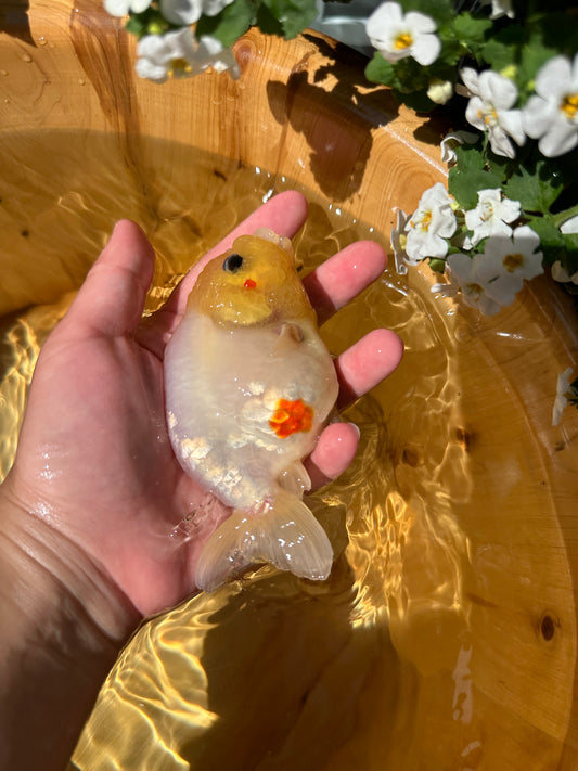 Jade Rabbit Ranchu goldfish 4 inches side view, Goldfish held in a hand with a wooden bowl and flowers in the background