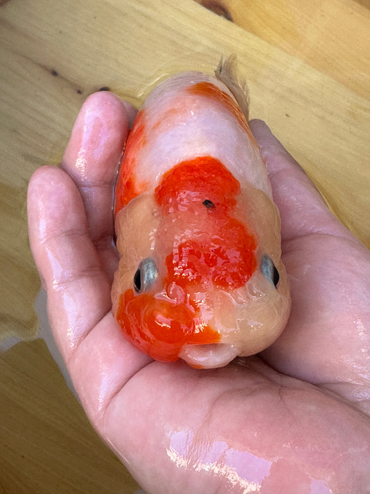 Sakura Ranchu Goldfish 4.5 inches red and white cherry blossom pattern