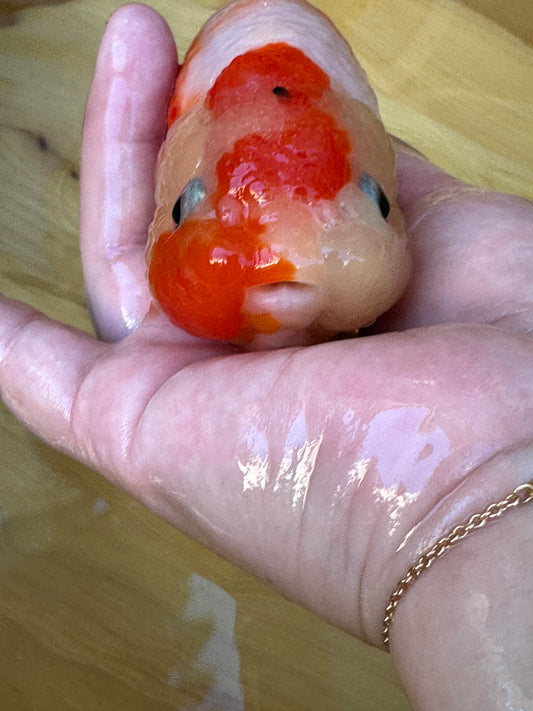 Hand holding a small goldfish with a red and white face on a wooden surface