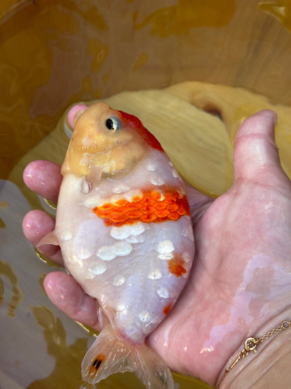Sakura Ranchu - 4.5 inches in “Cherry Blossom”