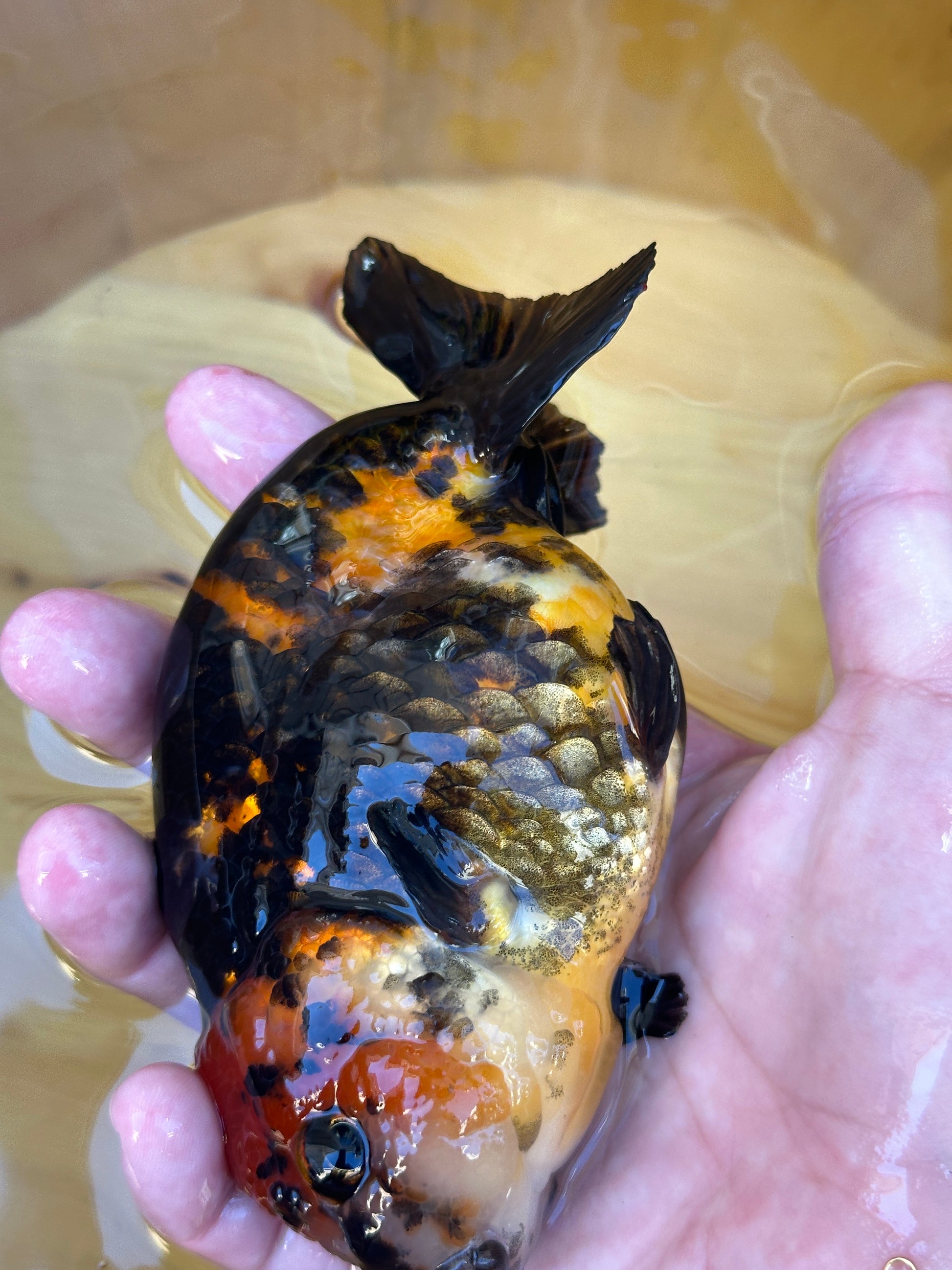 Hand holding a Ranchu goldfish with a patterned body
