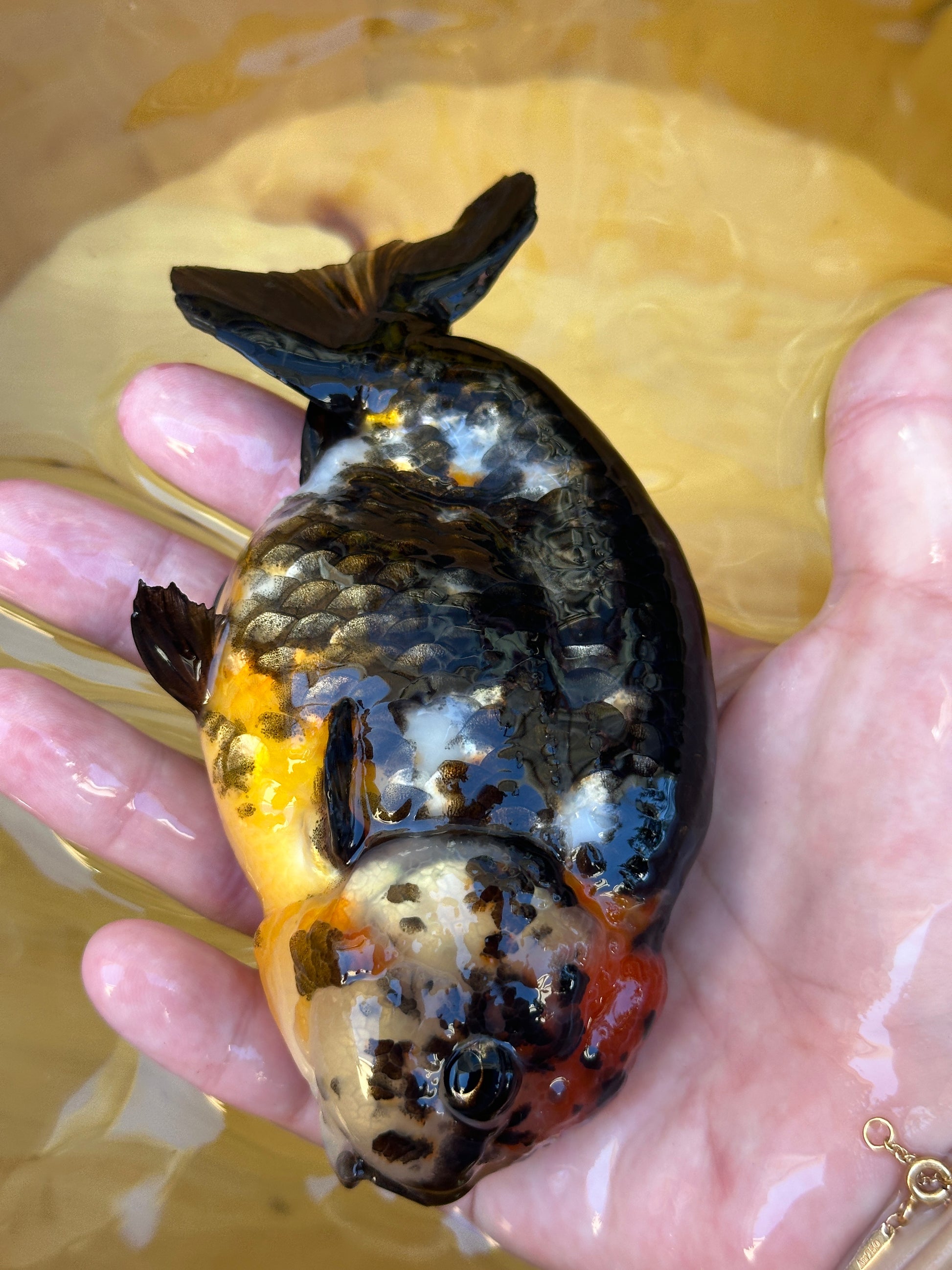 Goldfish held in a person's hand with a blurred background