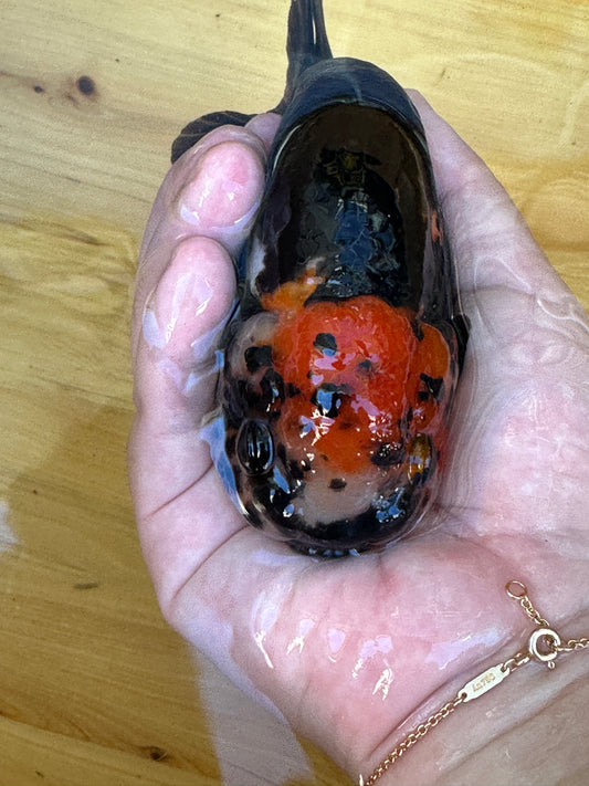 Hand holding a small goldfish with a distinctive pattern on a wooden surface