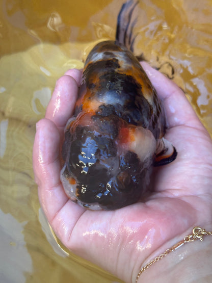 Hand holding a colorful fish with a blurred yellow background