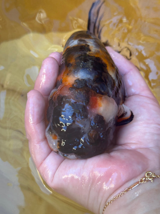 Hand holding a colorful fish with a blurred yellow background
