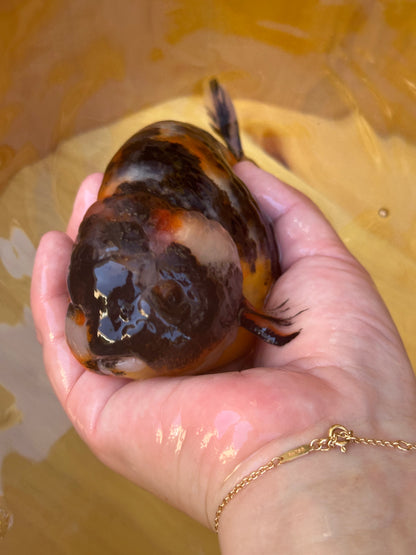 Tri-Color Ranchu - 5.5 inches