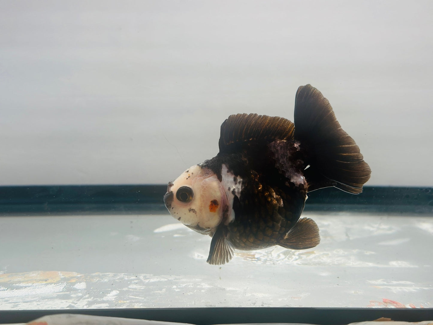 Black and White Oranda (3'') - Lunar Fancies