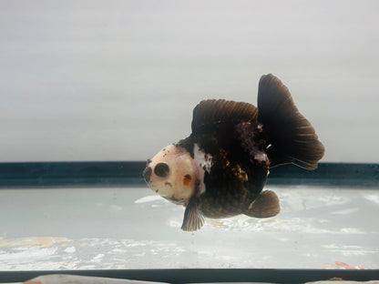 Black and White Oranda (3'') - Lunar Fancies