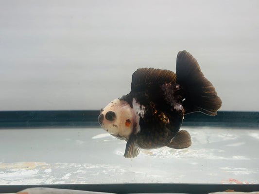 Black and White Oranda (3'') - Lunar Fancies