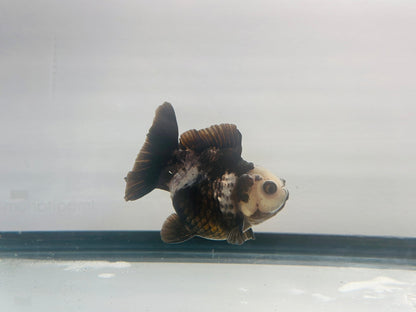 Black and White Oranda (3'') - Lunar Fancies