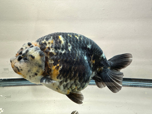 Black Kirin Ranchu (F, 6'') - Lunar Fancies