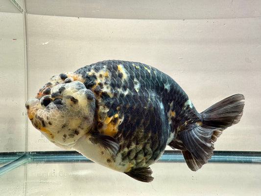 Black Kirin Ranchu (F, 6'') - Lunar Fancies