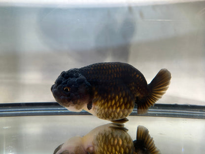 Black Ranchu (F, 4.5'') - Lunar Fancies