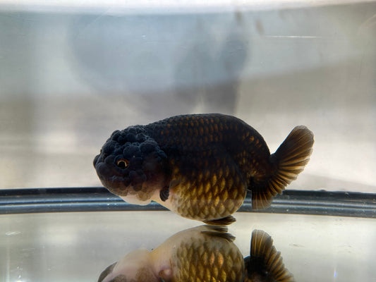 Black Ranchu (F, 4.5'') - Lunar Fancies