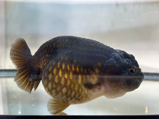 Black Ranchu (F, 4.5'') - Lunar Fancies