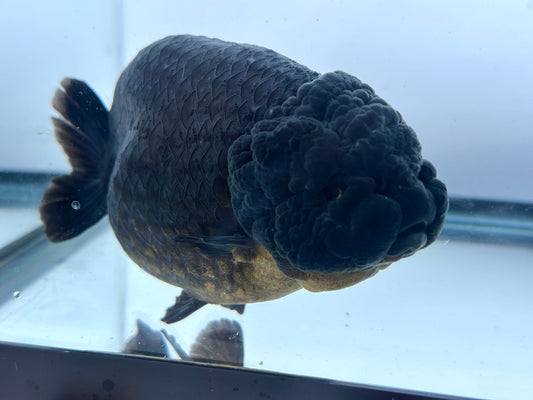 Black Ranchu (F, 5'') - Lunar Fancies