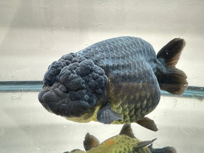 Black Ranchu (F, 5'') - Lunar Fancies