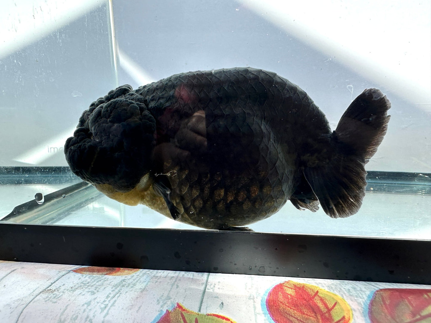Black Ranchu (F, 5'') - Lunar Fancies