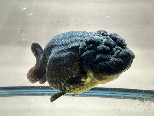 Black Ranchu (F, 5'') - Lunar Fancies