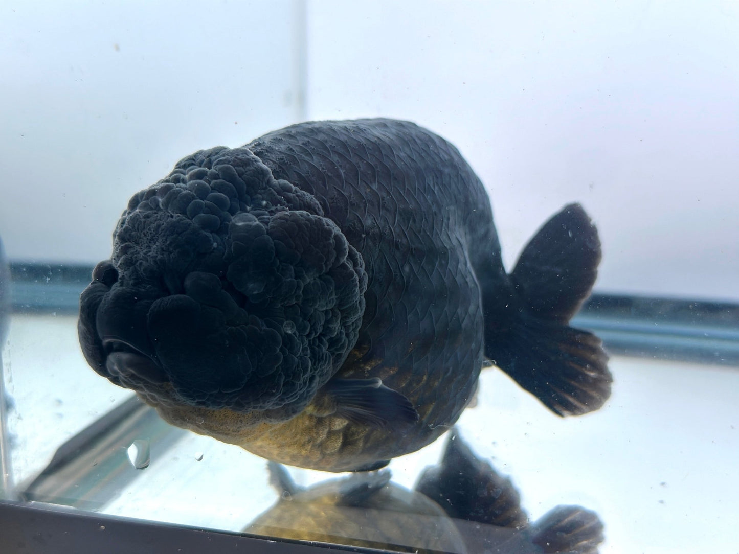 Black Ranchu (F, 5'') - Lunar Fancies