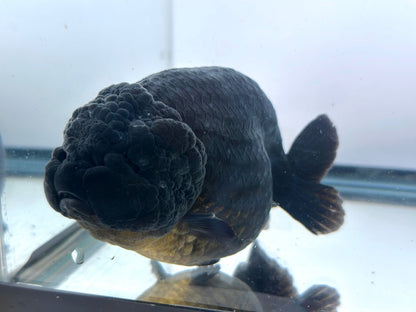 Black Ranchu (F, 5'') - Lunar Fancies
