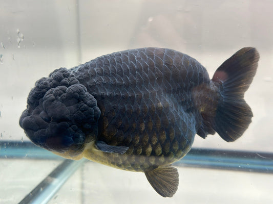 Black Ranchu (F, 5'') - Lunar Fancies